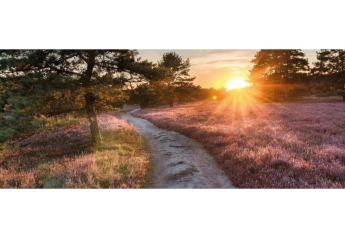 Beautiful sunset over a heather field with trees and a path near Heivlinder Comfort 4+2p lodge in the Netherlands.