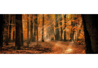 Autumn forest near Heivlinder Comfort 4+2p lodge with sunlight through trees in the Netherlands.