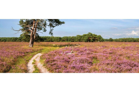 Pad door paarse heidevelden met boom en bos bij Heivlinder Comfort lodge in Nederland.