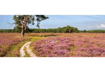 Path through purple heather fields with lone tree and forest in the background at Heivlinder Comfort, Netherlands.