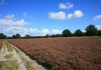 Heathland landscape with purple heather, scattered trees and a sandy path near Heivlinder Comfort 4+2p, Netherlands.