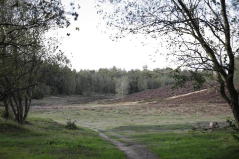 Open grasvlakte met bomen en pad nabij Heivlinder Comfort 4+2p lodge in Nederland.