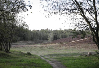 Open grassy field with forest edge and path near Heivlinder Comfort 4+2p lodge in the Netherlands.