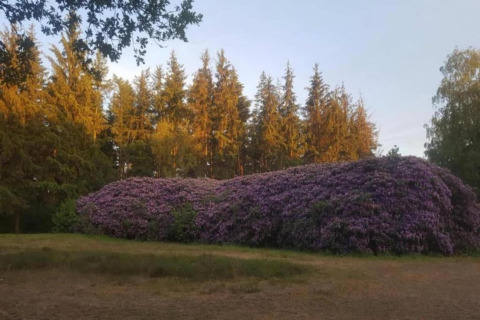 Grote paarse bloeiende struik bij het Heivlinder Comfort 4+2p verblijf in Nederland, omgeven door bomen.