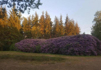 Large purple blooming bush near Heivlinder Comfort 4+2p lodge in the Netherlands, surrounded by trees at sunset.