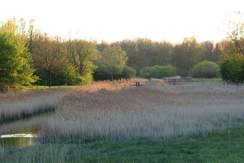 A peaceful natural scene with reeds, water, and trees at sunset, no beach or beach house visible anywhere.
