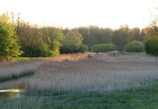 A peaceful natural scene with reeds, water, and trees at sunset, no beach or beach house visible anywhere.