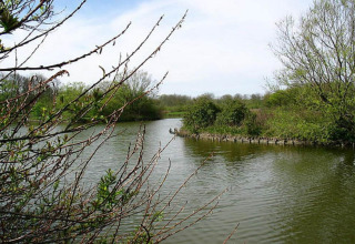 Scenic view of a calm lake surrounded by trees and bushes, with spring branches in the foreground.