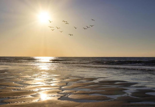 Sunset over the sea with birds flying in the sky, sunlight reflecting on wet sand near a peaceful beach house.