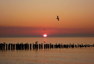 Sonnenuntergang am Strandhaus, Möwen sitzen und fliegen über Holzpfählen im Wasser vor ruhiger See.