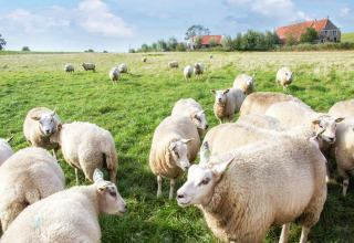 Får græsser på en grøn mark nær en lodge med rødt tag under en blå himmel med skyer.