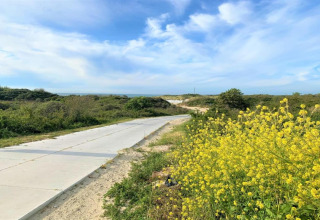 A glamping path lined with wild yellow flowers and greenery under a bright blue sky in spring.