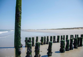 Viejos postes de madera cubiertos de musgo en una playa arenosa, fotografiados en un alojamiento glamping.