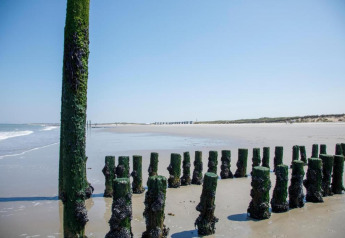 Vieux poteaux en bois couverts de mousse sur une plage de sable, pris près d’un hébergement en glamping.