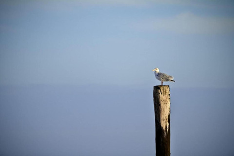 Una gaviota posada en un poste de madera con cielo azul y mar de fondo en alojamiento glamping.