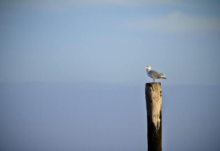 Una gaviota posada en un poste de madera con cielo azul y mar de fondo en alojamiento glamping.