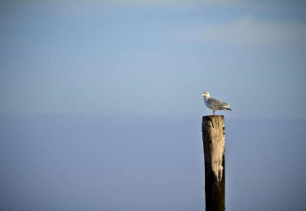 Una gaviota posada en un poste de madera con cielo azul y mar de fondo en alojamiento glamping.