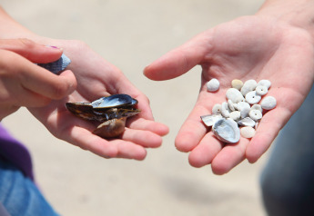 Dos manos muestran conchas marinas y guijarros recogidos en la playa de Holiday Park Zeebad 11 en Países Bajos.