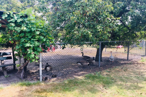 Patio con gansos y patos detrás de una cerca bajo un árbol en la casa rodante Pipowagen de Weideblick en los Países Bajos.