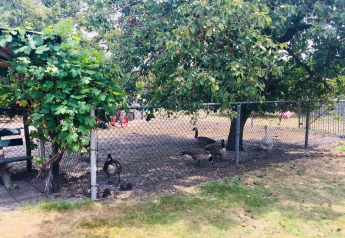 Hof mit Gänsen und Enten hinter Zaun unter Baum bei Mobilheim Pipowagen de Weideblick in den Niederlanden.