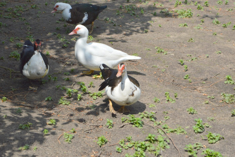 Vier Moschusenten laufen auf erdigem Boden mit Gras bei Pipowagen „de Weideblick“ in den Niederlanden.