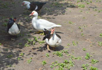 Vier Moschusenten laufen auf erdigem Boden mit Gras bei Pipowagen „de Weideblick“ in den Niederlanden.