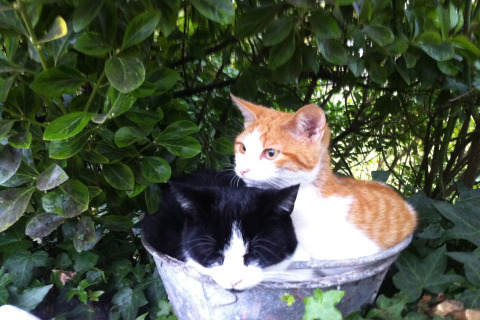 Due gatti, uno bianco e nero e uno arancione e bianco, rannicchiati insieme in un secchio sotto cespugli verdi.