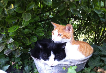 Zwei Katzen, eine schwarz-weiße und eine orange-weiße, kuscheln zusammen in einem Eimer unter Büschen.