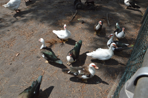 Gruppe von Enten auf dem Boden neben einem Zaun im Mobilheim Pipowagen «de Weideblick» in den Niederlanden.