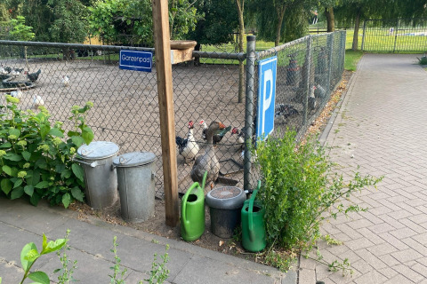 Gehege mit Gänsen, Hühnern, Mülltonnen und Gießkannen beim Pipowagen de Weideblick in den Niederlanden.