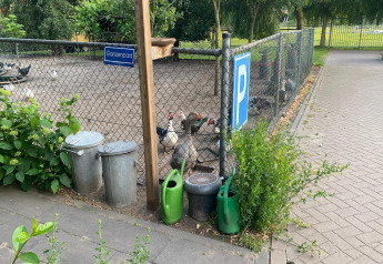 Gehege mit Gänsen, Hühnern, Mülltonnen und Gießkannen beim Pipowagen de Weideblick in den Niederlanden.