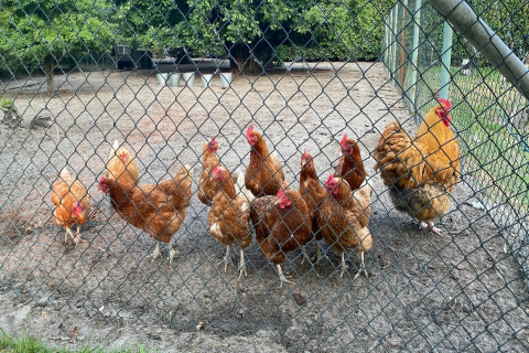 Galline e un gallo dietro una rete metallica al Pipowagen 'de Weideblick' nei Paesi Bassi, nel recinto.