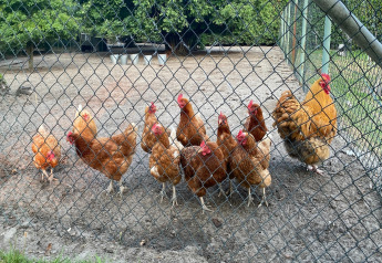 Gallinas y un gallo tras una cerca de alambre en Pipowagen 'de Weideblick' en los Países Bajos, con corral.