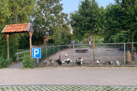 Recinto con gallinas, patos y gansos en Pipowagen 'de Weideblick', Países Bajos, señal de aparcamiento visible.
