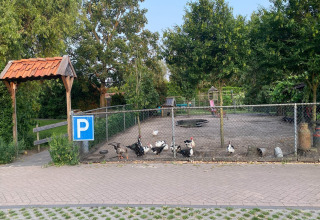 Recinto con gallinas, patos y gansos en Pipowagen 'de Weideblick', Países Bajos, señal de aparcamiento visible.