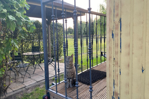 Eine getigerte Katze sitzt hinter einem gusseisernen Geländer vor dem Mobilheim Pipowagen de Weideblick.