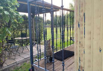 Un gato atigrado está sentado detrás de una verja de hierro en Pipowagen de Weideblick, Países Bajos.