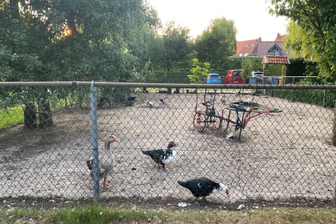 Área cercada con gansos y patos en Pipowagen «de Weideblick», bicicleta y autos al fondo, Países Bajos.
