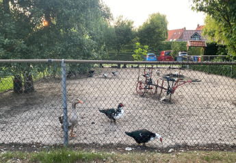 Indhegnet område med gæs og ænder ved Pipowagen «de Weideblick» med cykel og biler i baggrunden.