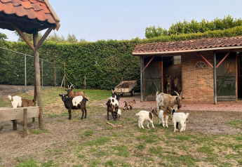 Cabras y cabritos en una granja junto a la autocaravana Pipowagen 'de Weideblick' en los Países Bajos.