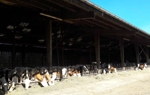Vaches à l'étable - Glamping des 2 Marguerites - Vodatent - Bazoches au Houlme, Normandie, France