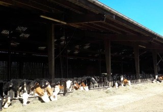 Cows in stable - Glamping des 2 Marguerites - Vodatent - Bazoches au Houlme, Normandy, France