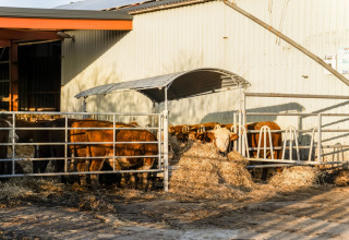 Kvæg i en indhegning ved siden af en lade på Holiday Home 5 Aarde Green Camping Lage Zwaluwe, Nederlandene.