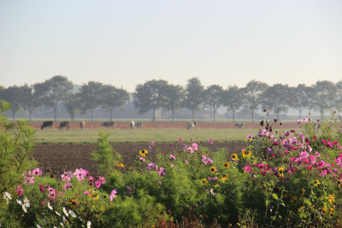 Flores silvestres en primer plano, un campo con vacas pastando y árboles al fondo cerca de una posada.