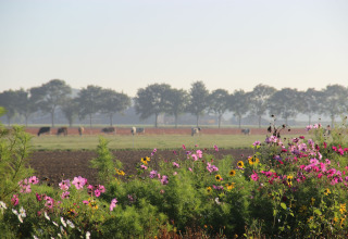 Fleurs colorées au premier plan, vaches dans un champ et rangée d’arbres en arrière-plan proche d’un lodge.