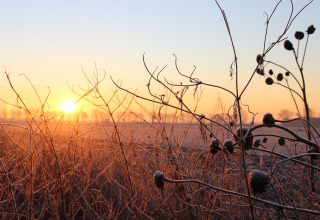 Amanecer sobre campos escarchados y plantas silvestres en Holiday Home 3 Aarde Green Camping Lage Zwaluwe, Países Bajos.