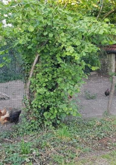 Chicken Coop - Glamping des 2 Marguerites - Vodatent - Bazoches au Houlme, Normandy, France
