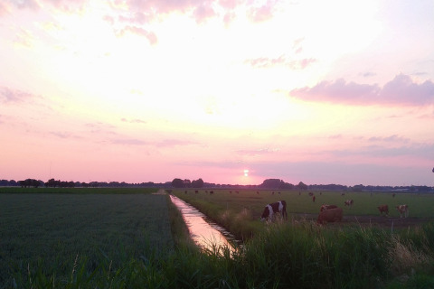 Sonnenuntergang über grünen Wiesen mit weidenden Kühen an der Holiday Home 3 Aarde Green Camping Lage Zwaluwe, Niederlande.