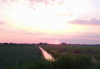 Solnedgang over grønne marker med græssende køer ved Holiday Home 3 Aarde Green Camping Lage Zwaluwe i Holland.
