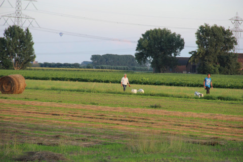 Twee personen en twee honden wandelen op groene weilanden bij Holiday Home 3 Aarde Green Camping Lage Zwaluwe.
